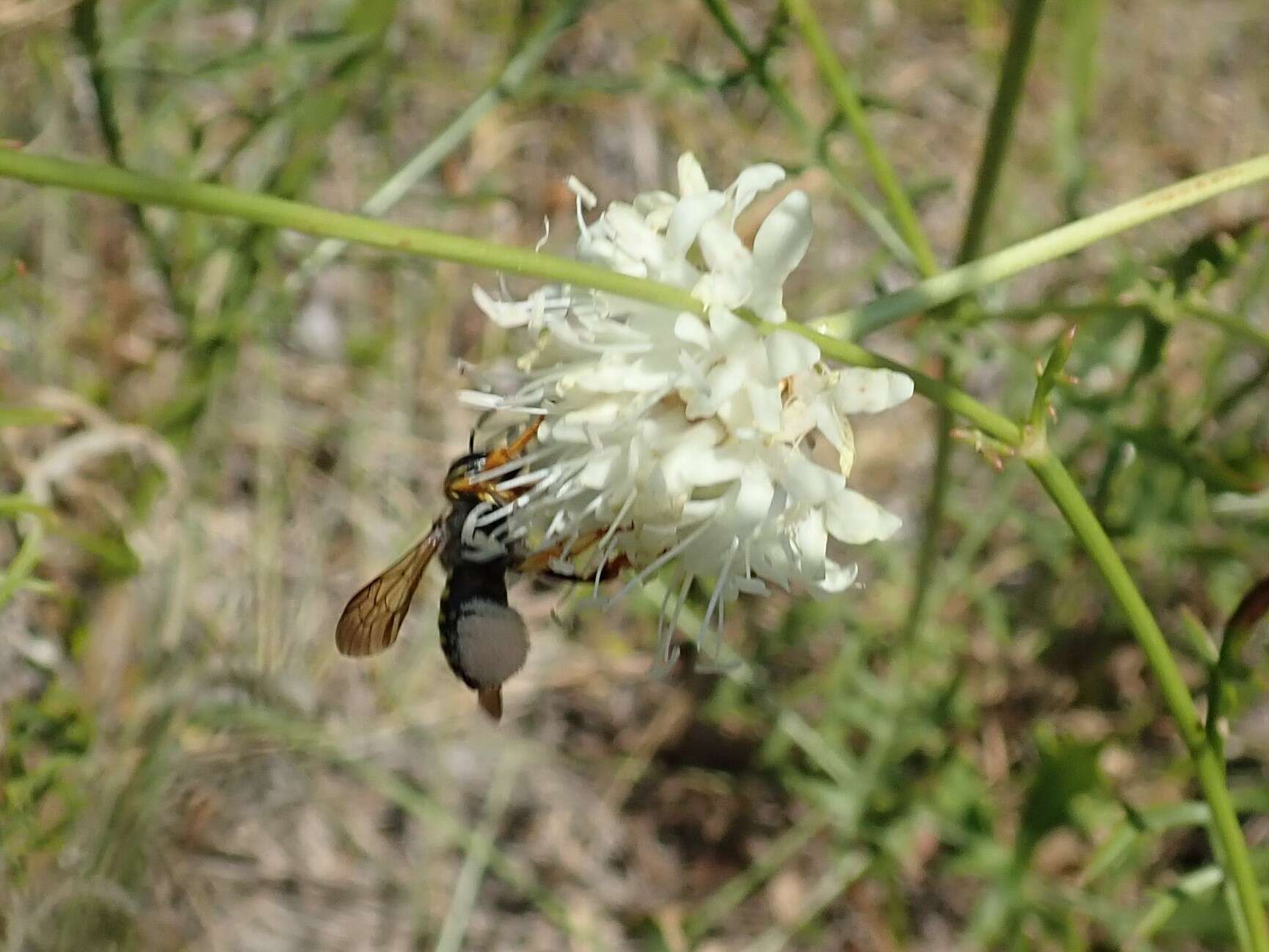 Trachusa interrupta (Fabricius 1781)的圖片