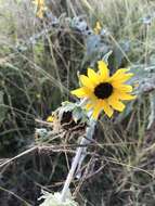 Слика од Helianthus argophyllus Torr. & A. Gray