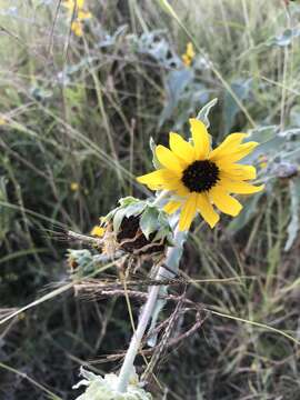 Sivun Helianthus argophyllus Torr. & A. Gray kuva