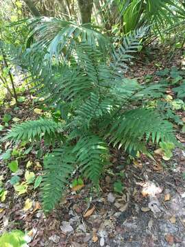 Sivun Dryopteris ludoviciana (Kunze) Small kuva