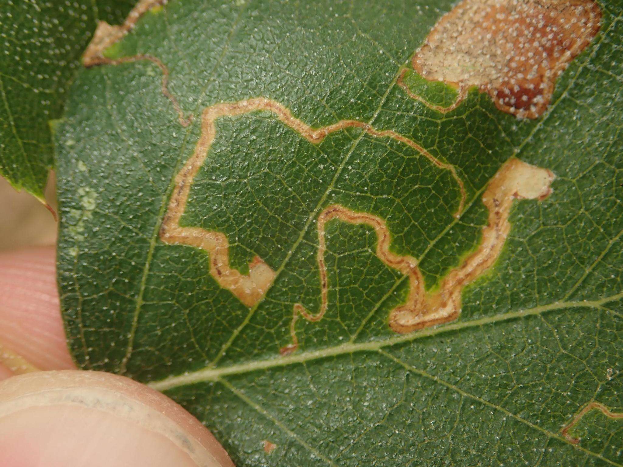 Imagem de Stigmella betulicola (Stainton 1856) Beirne 1945