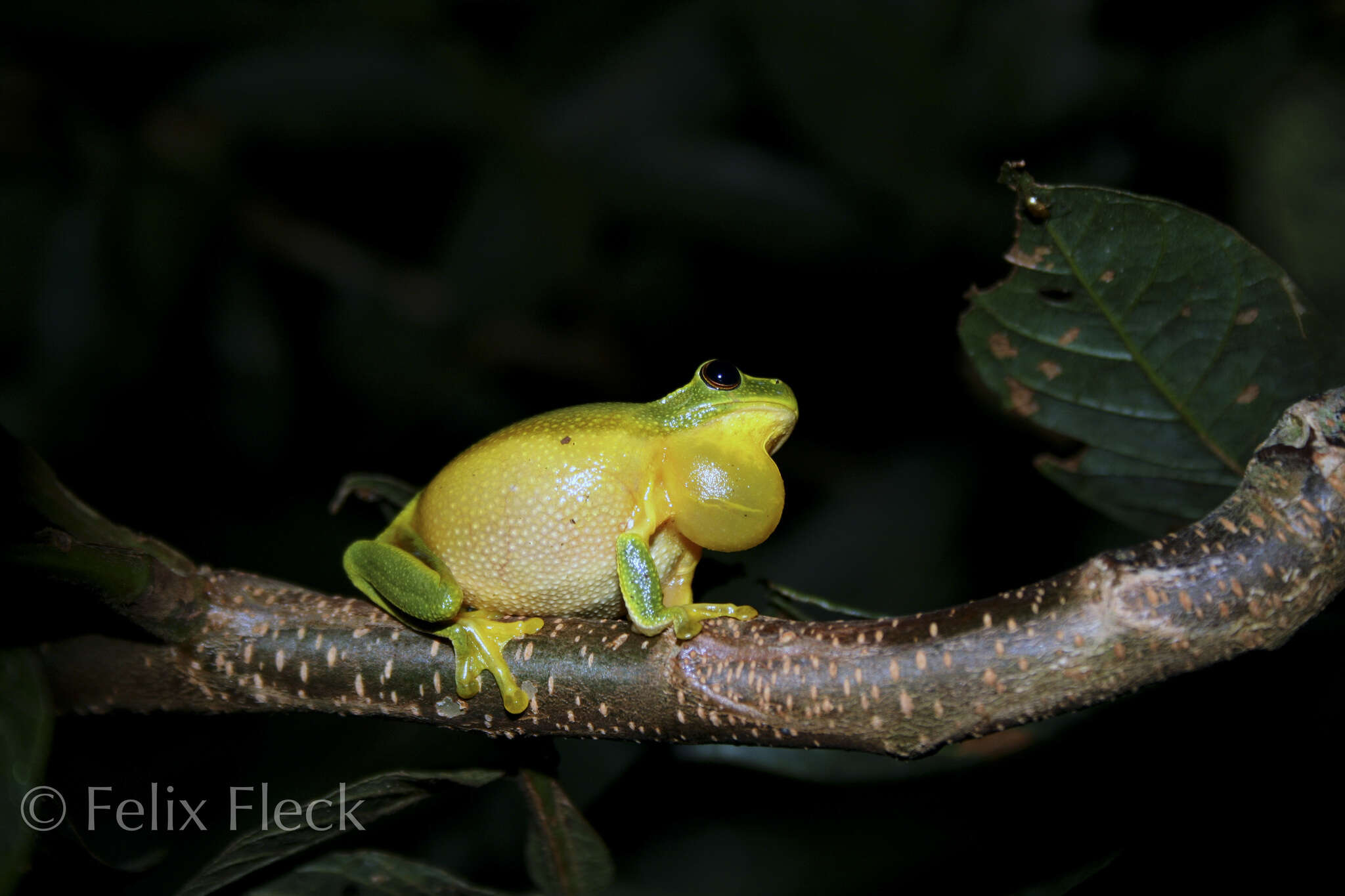 Ranoidea gracilenta (Peters 1869) resmi