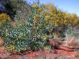 Image of tall yellowtop