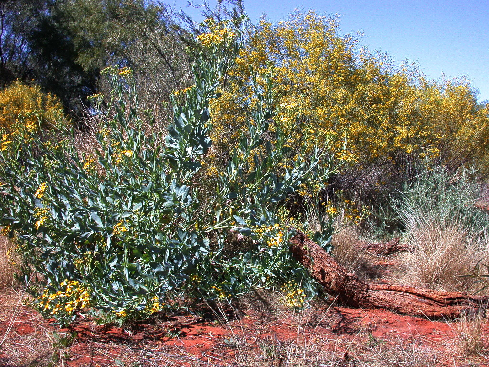 Senecio magnificus F. Müll. resmi