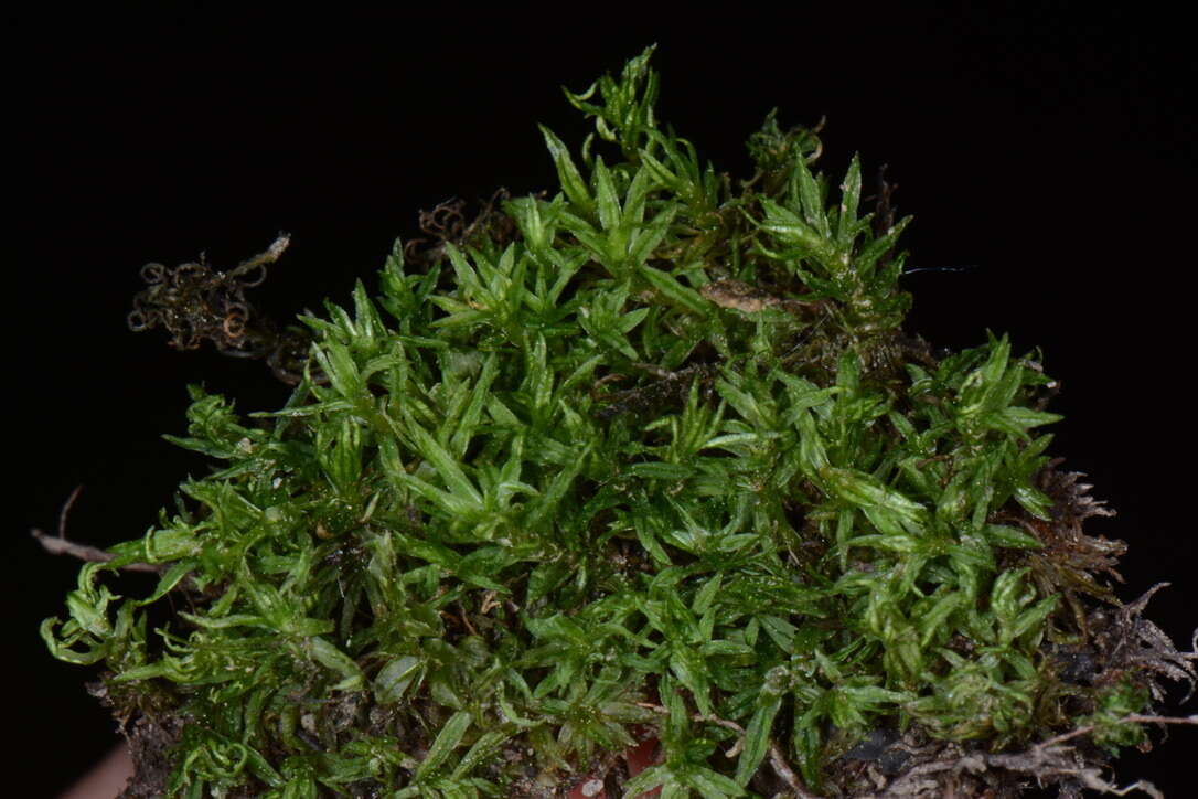 Image of atrichum moss