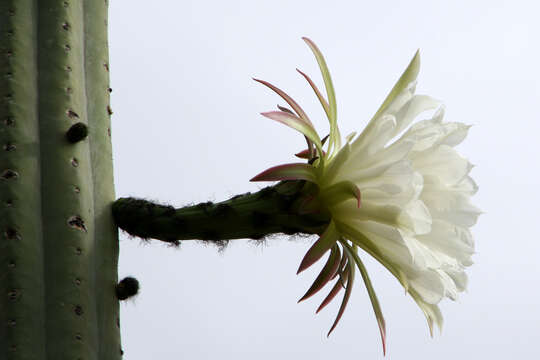 Image de Trichocereus macrogonus var. pachanoi