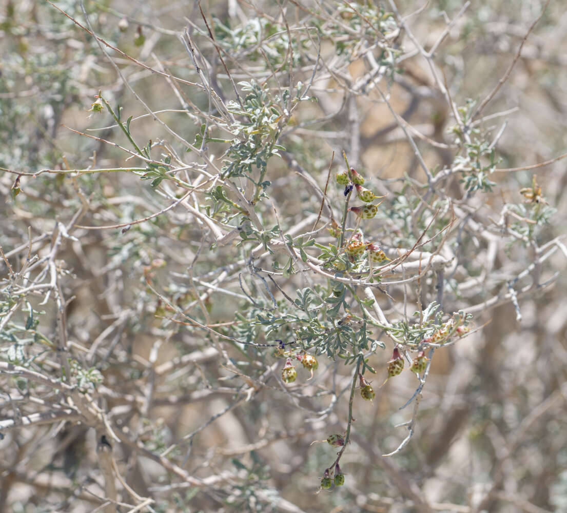 Image of California indigobush