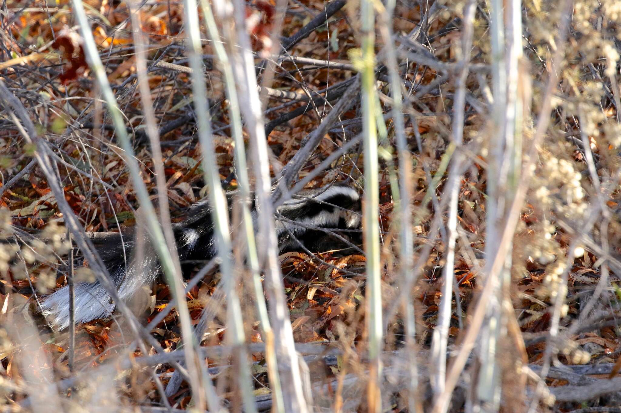 Image of Western Spotted Skunk