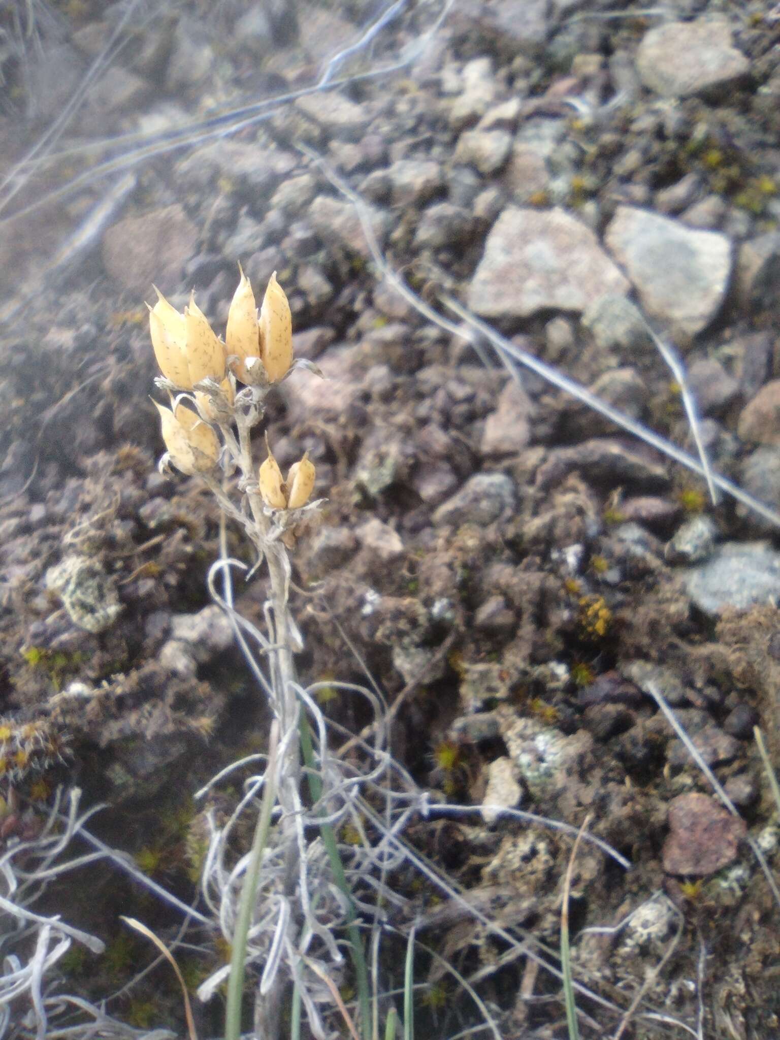 Image of Gairdner's beardtongue