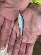 Image of Bullhead Minnow