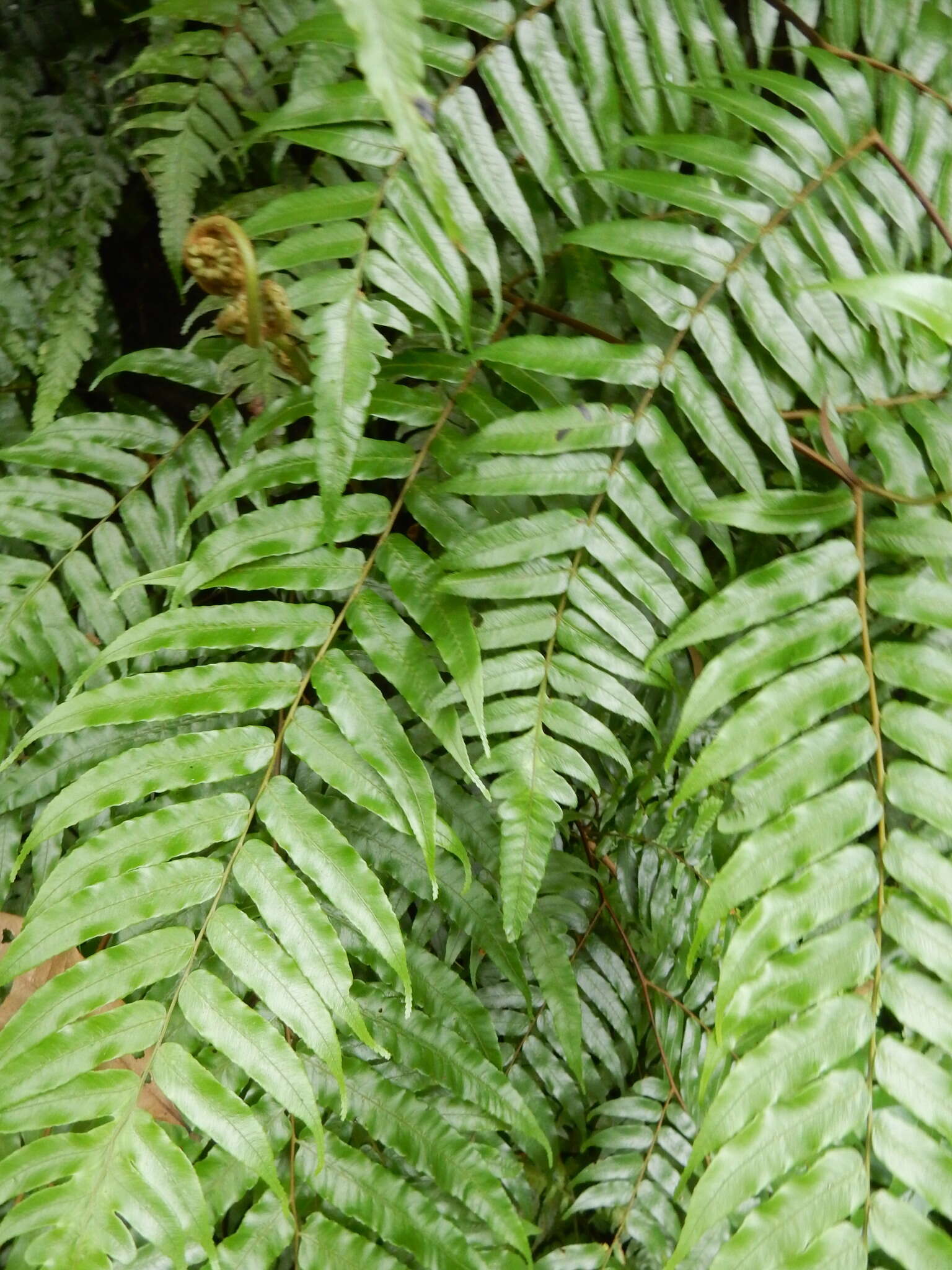 Image of Alsophila podophylla Hook.