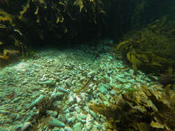 Image of Crested morwong