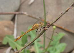 Image of Red Percher Dragonfly