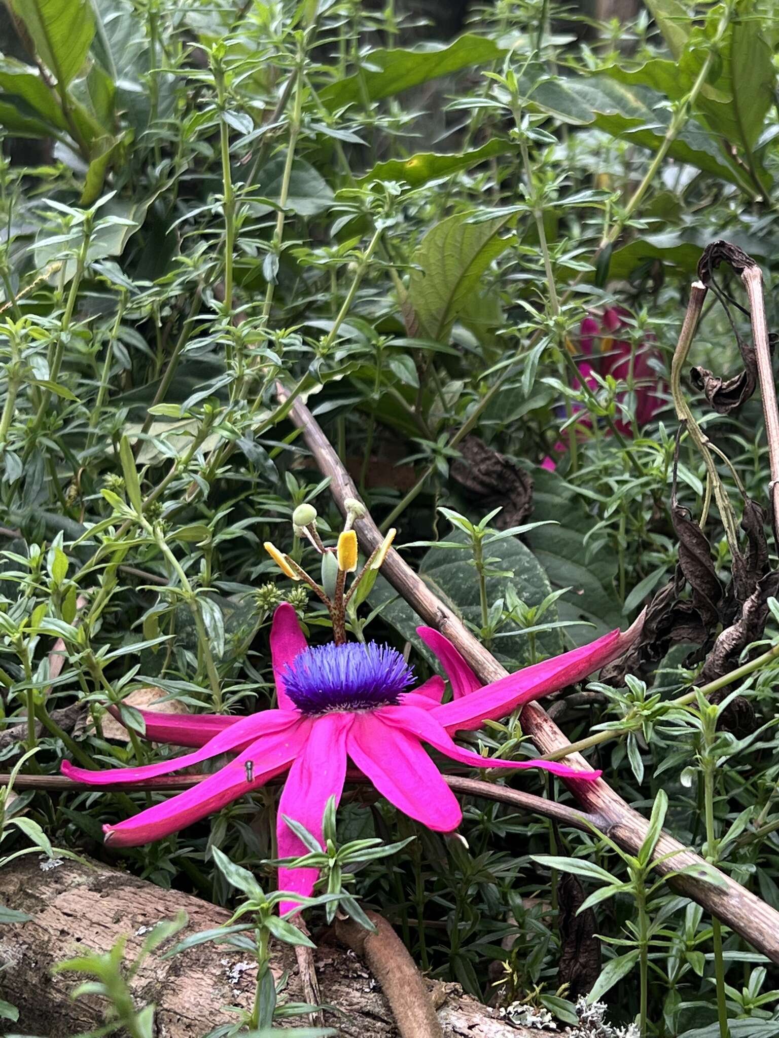 Image de Passiflora longipes A. Juss.