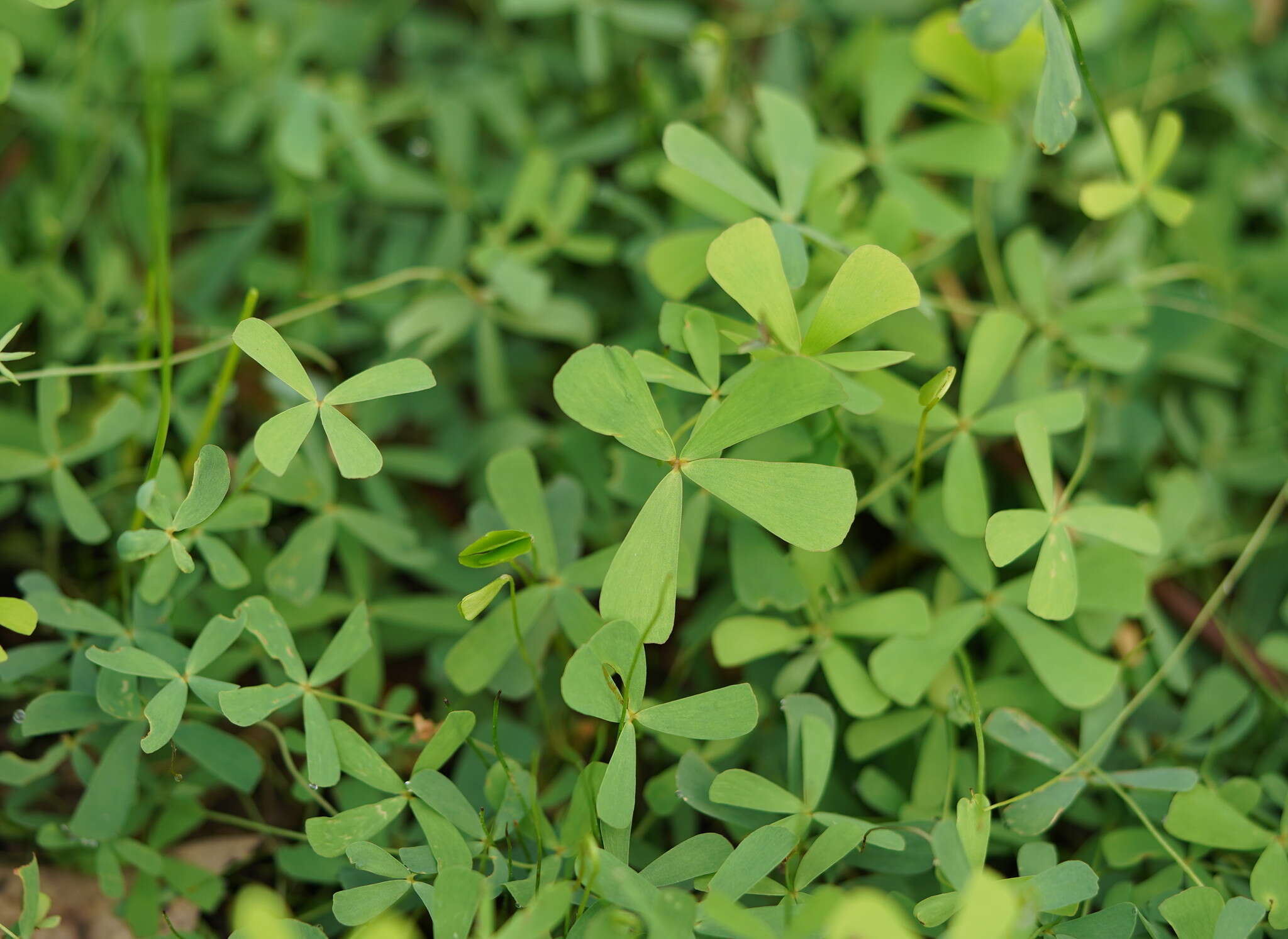 Plancia ëd Marsilea costulifera D. L. Jones