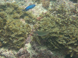 Image of Cutribbon Wrasse