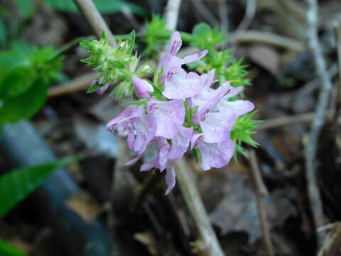 Plancia ëd Stachys globosa Epling