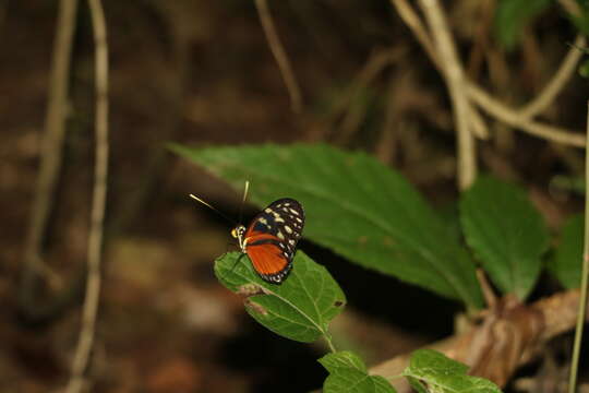 Image of Heliconius hecale zuleika