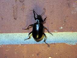 Imagem de Calosoma (Carabosoma) marginale Casey 1897