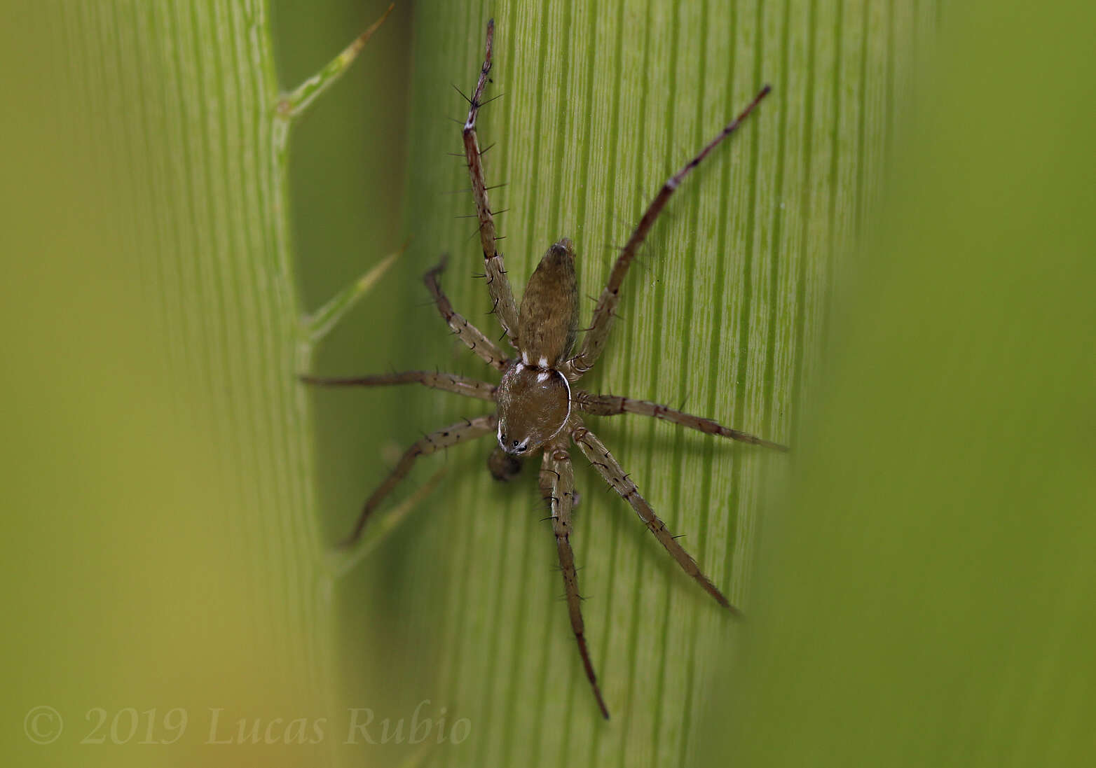 Image of Arachosia proseni (Mello-Leitão 1944)