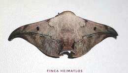 Image of Thaelia beniensis