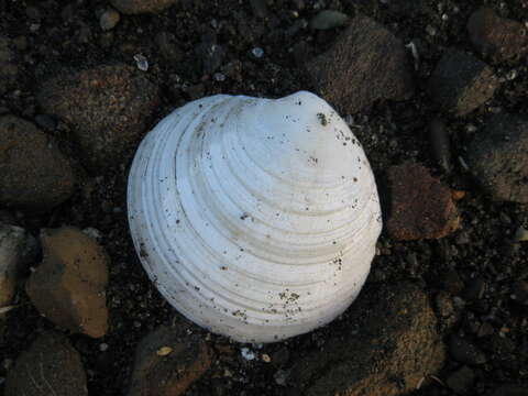 Image of Dosinia lambata (Gould 1850)