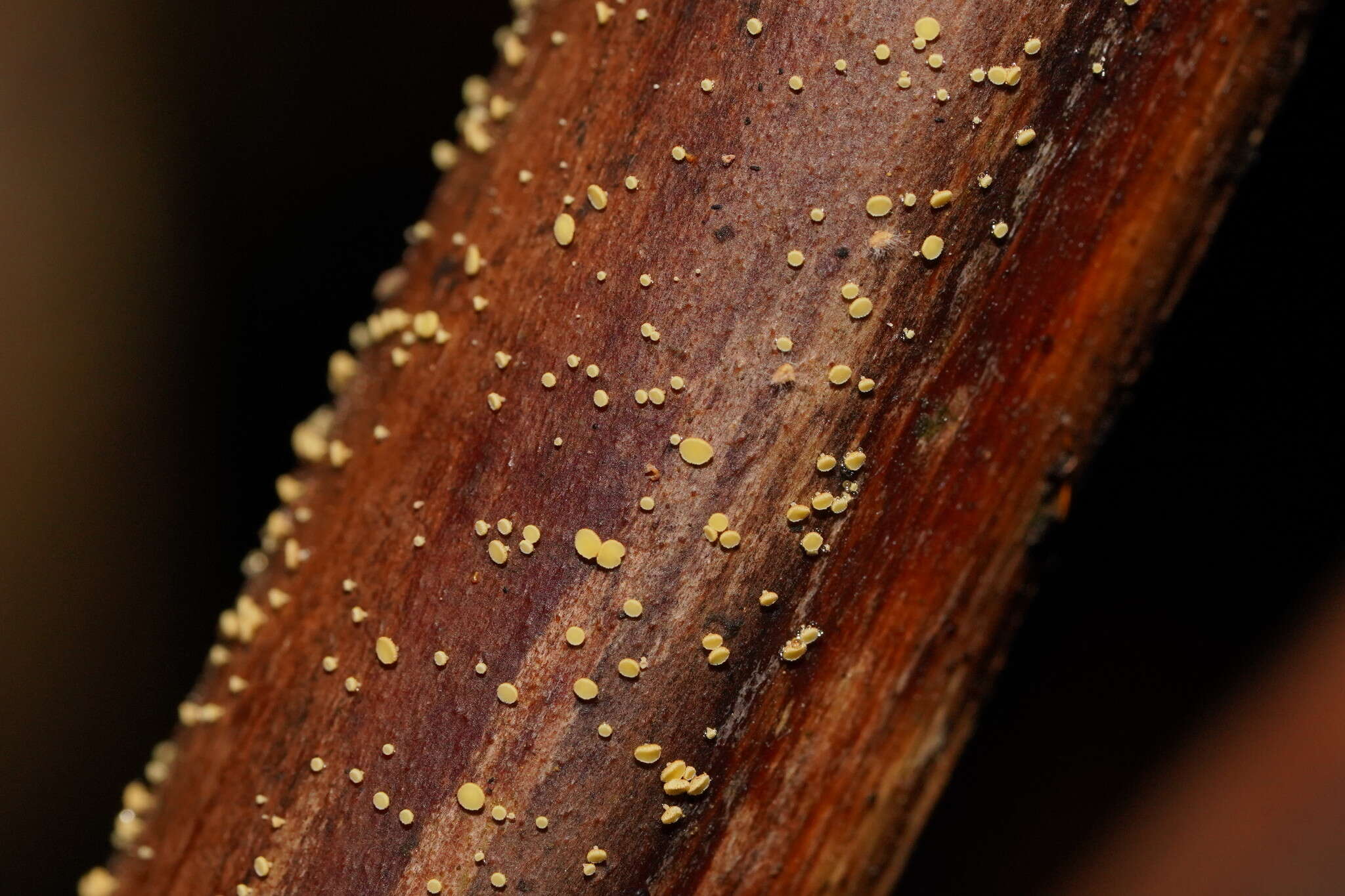 Image of Lachnum pteridophyllum (Rodway) Spooner 1987