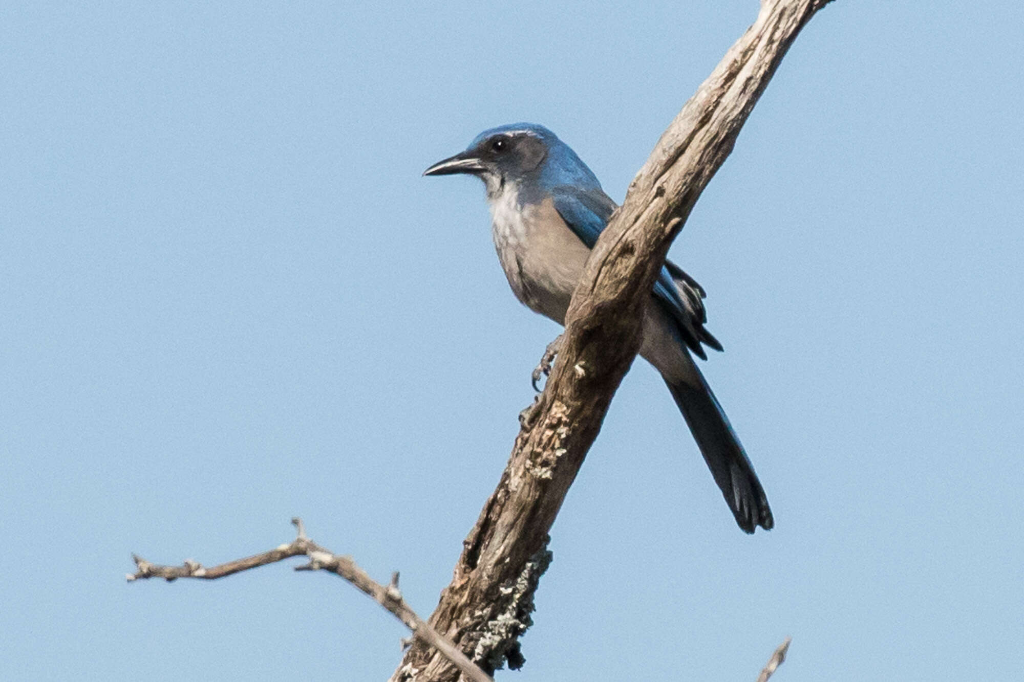 Plancia ëd Aphelocoma woodhouseii (Baird & SF 1858)