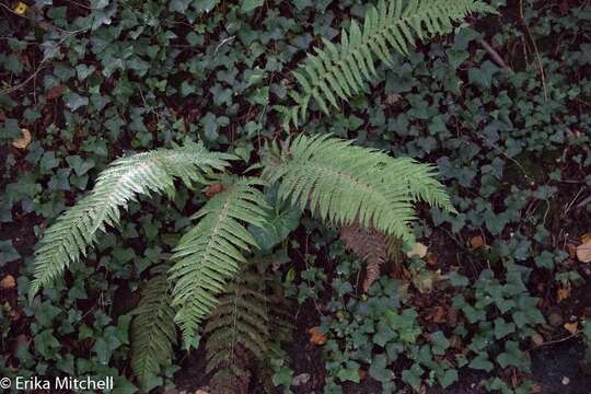 Image of Soft Shield Fern