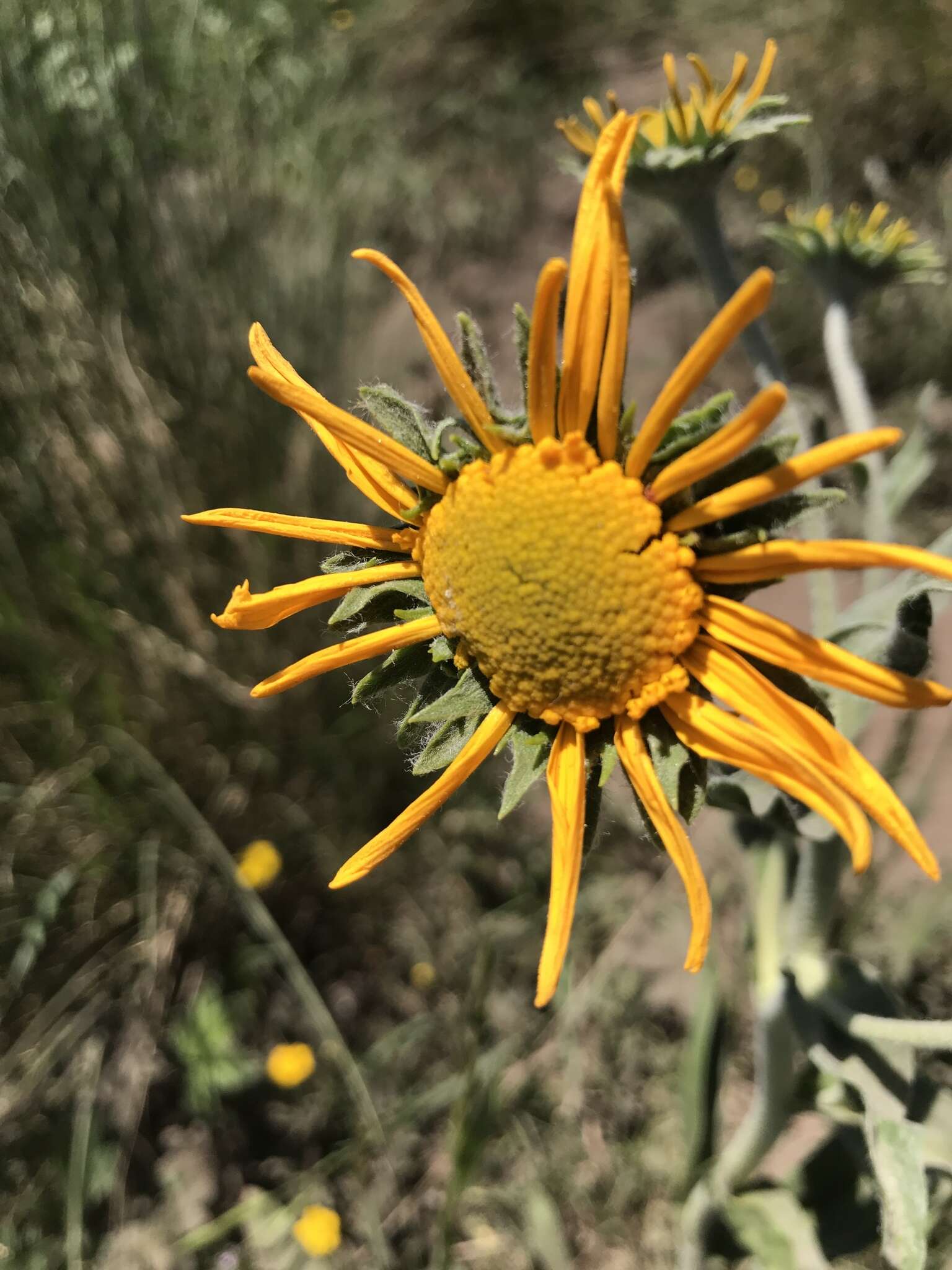 Image of owl's-claws