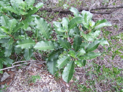 Image of Taiwanese photinia