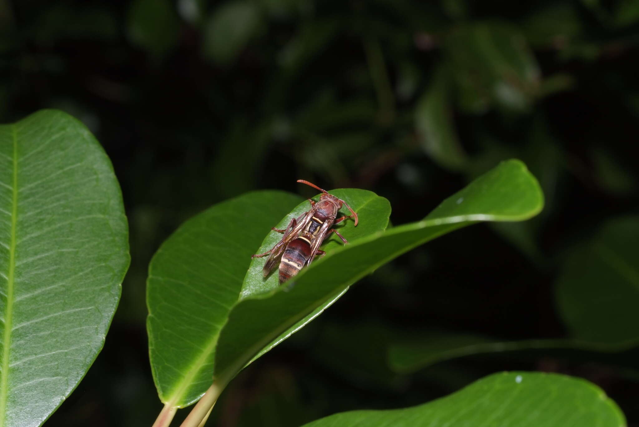 Image of Polistes stigma townsvillensis Giordani Soika 1975