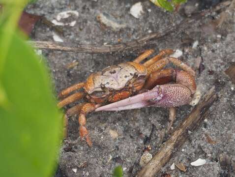 Image of Atlantic sand fiddler