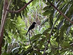 Image of Puerto Rican Flycatcher