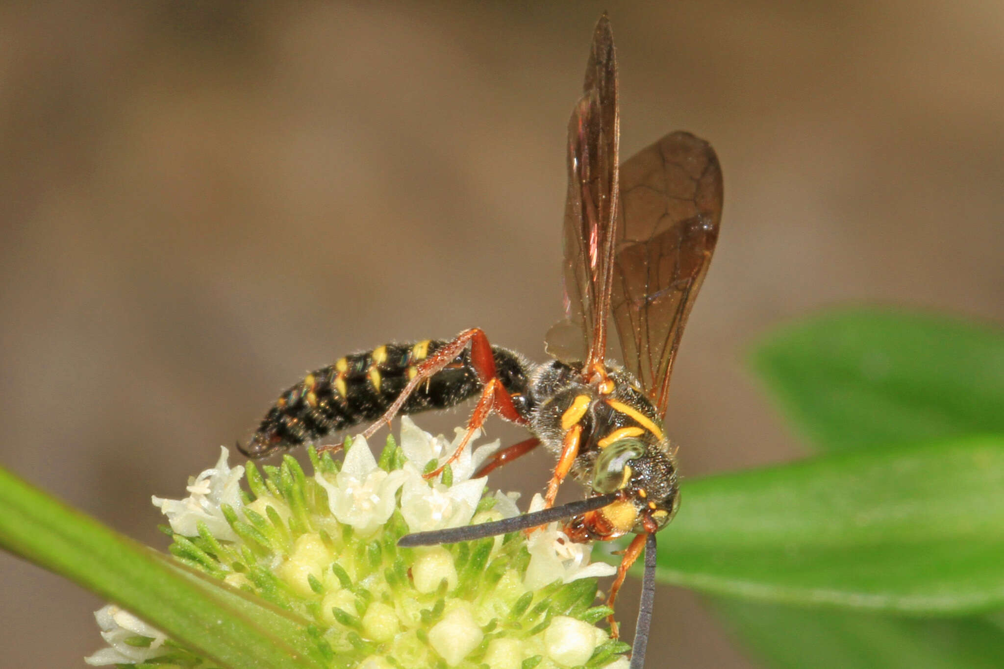 Myzinum dubiosum (Cresson 1872)的圖片