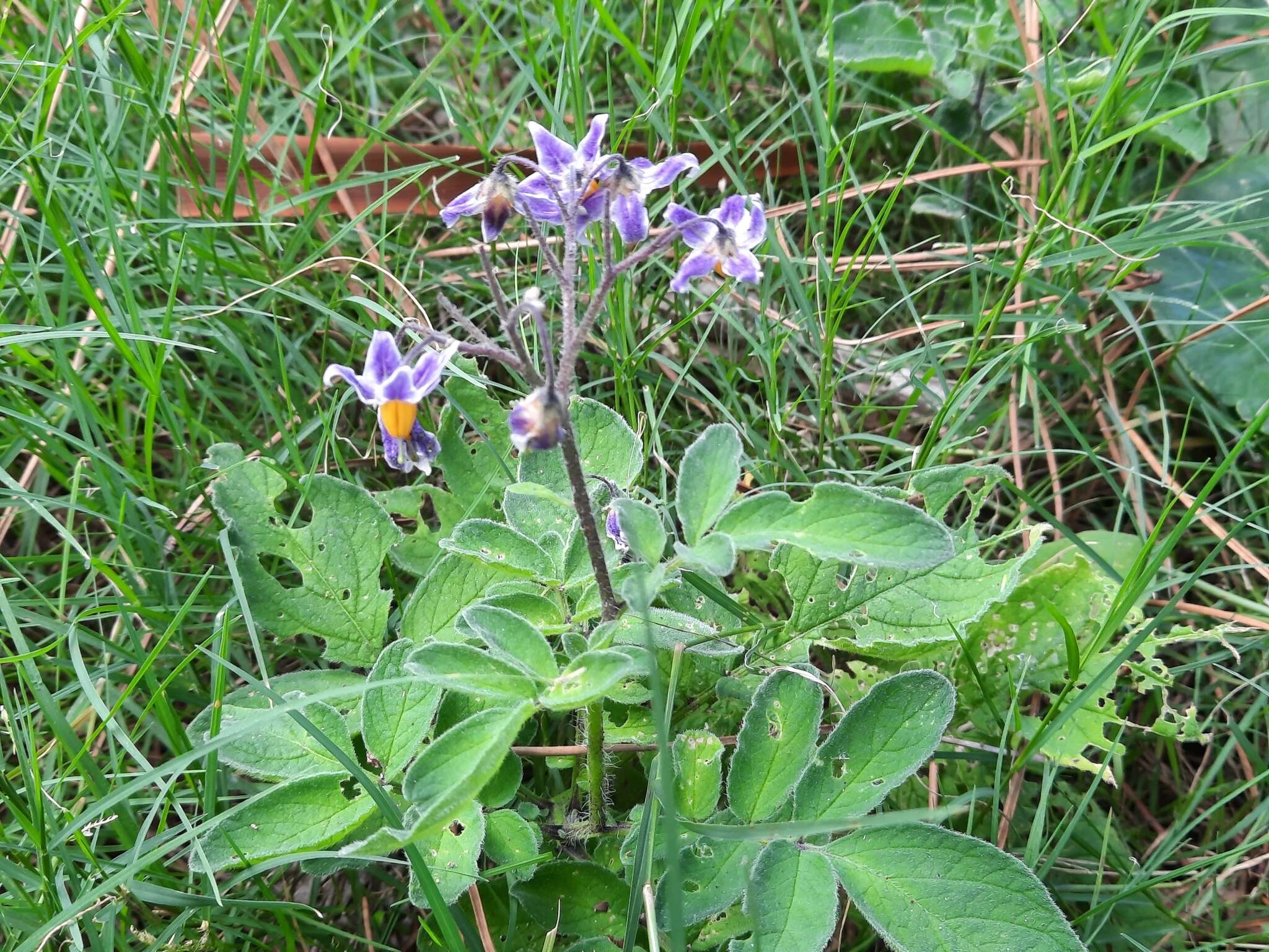 Image of Commerson's nightshade