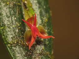 Image of Lepanthes tetracola Luer & R. Escobar