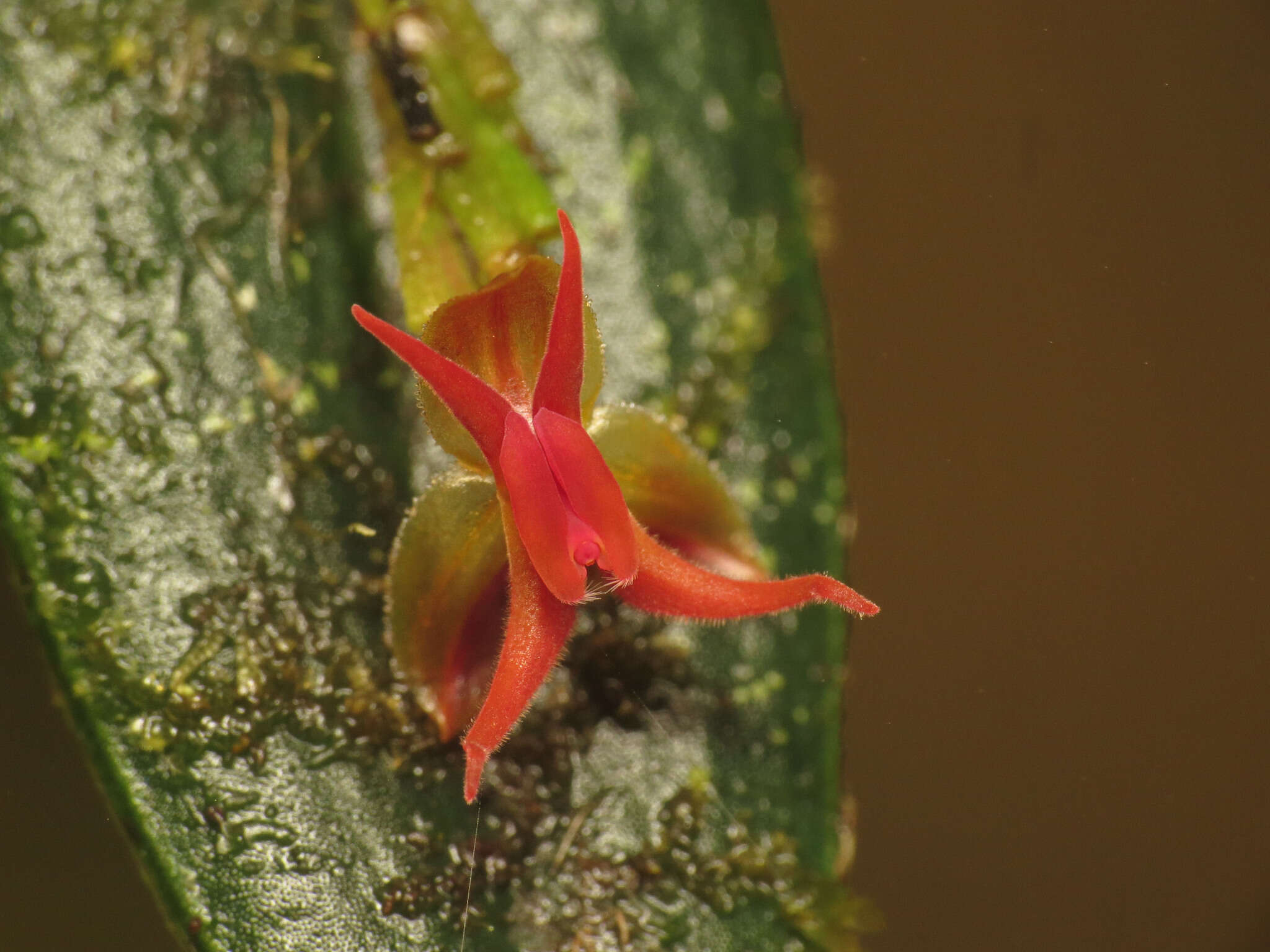 Image of Lepanthes tetracola Luer & R. Escobar