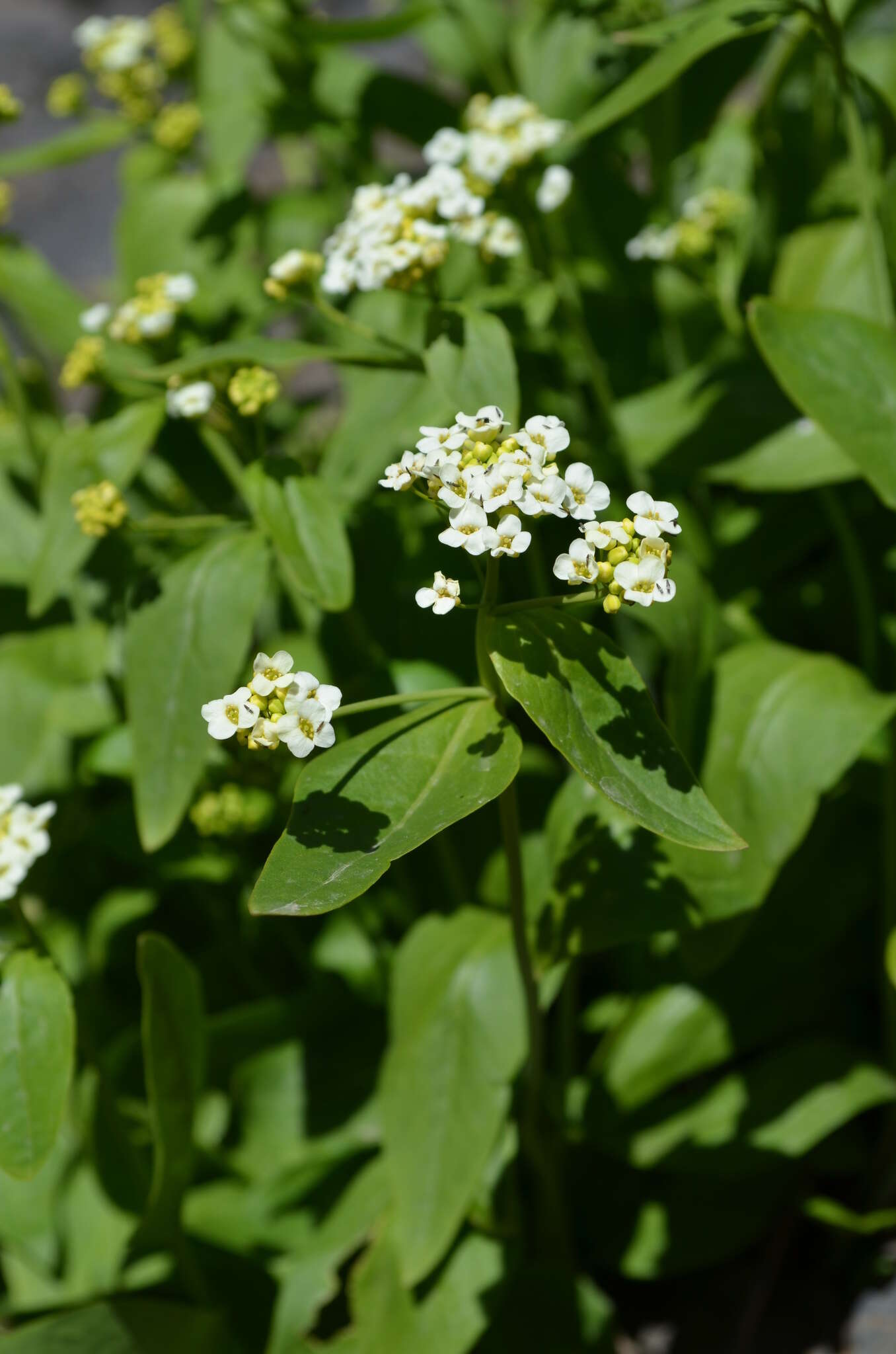 Imagem de Eutrema integrifolium (DC.) Bunge