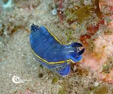 Image of double-lined sea slug