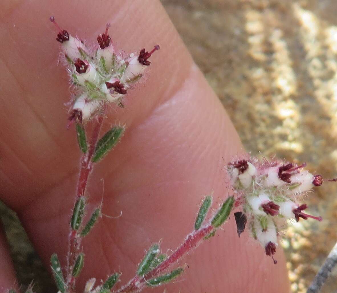 Image of Erica arachnocalyx E. G. H. Oliver