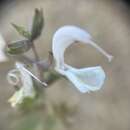 Слика од Salvia garipensis