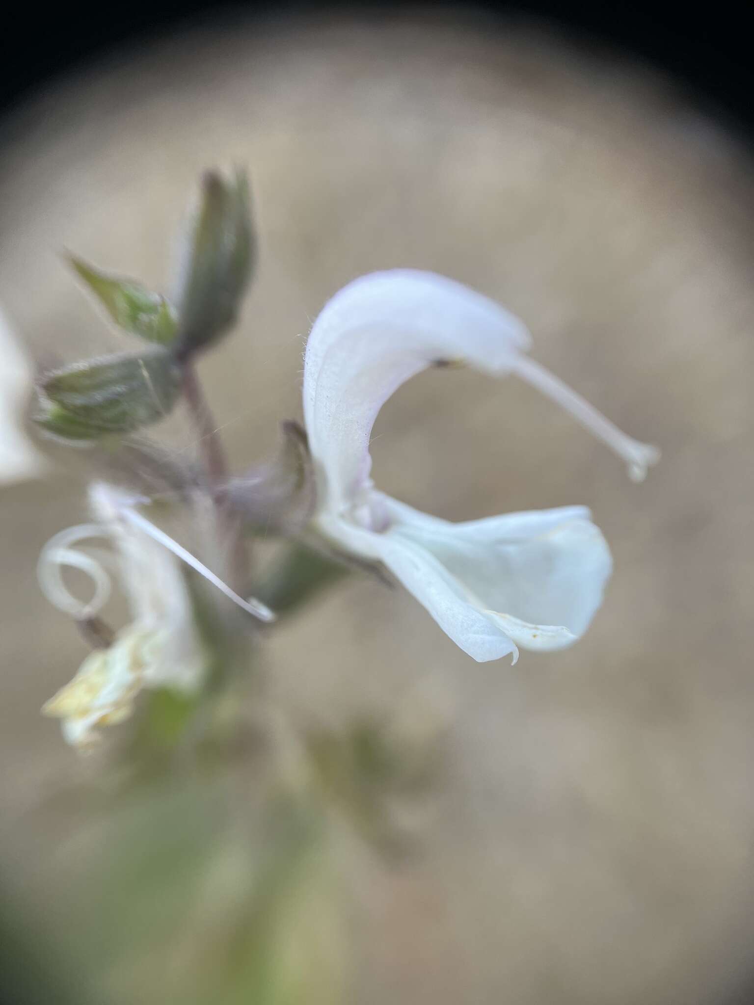 Image of Salvia garipensis