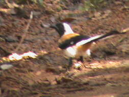 Image of White-bellied Treepie