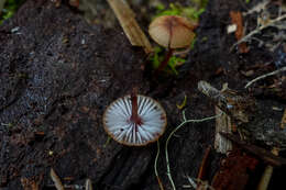 Plancia ëd Mycena mariae G. Stev. 1964