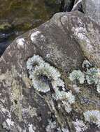 Image of shield lichen