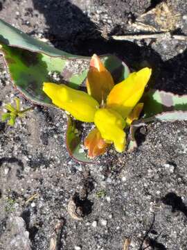 Imagem de Lachenalia reflexa Thunb.