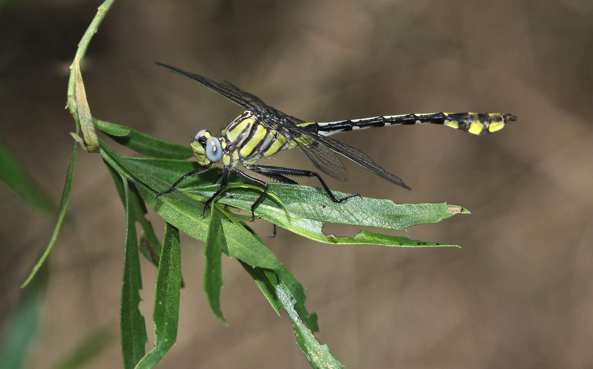 Image of Tamaulipan Clubtail