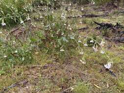 صورة Nicotiana suaveolens Lehm.