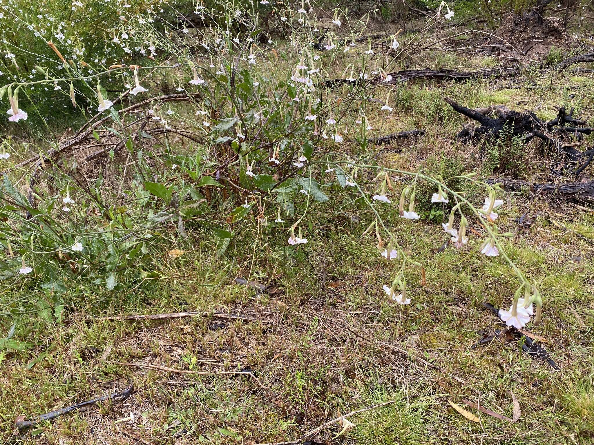 صورة Nicotiana suaveolens Lehm.